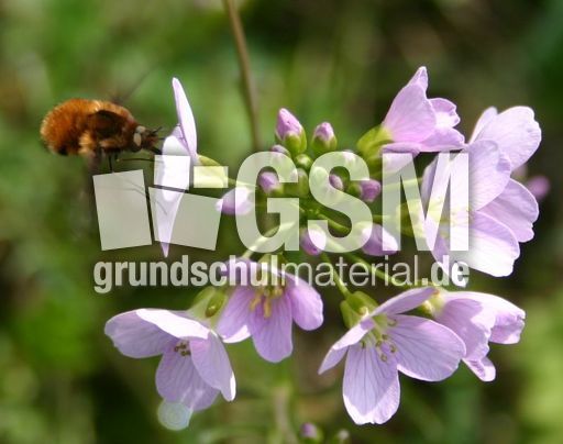 Wiesenschaumkraut-4.jpg